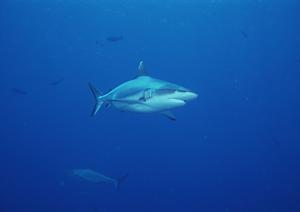 東横INN千葉幕張:快適な宿泊体験と便利なアクセスを誇るビジネスホテル