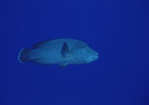 【公式】東横INN新居浜駅前|愛媛県新居浜市の快適なビジネスホテルと予約のご案内