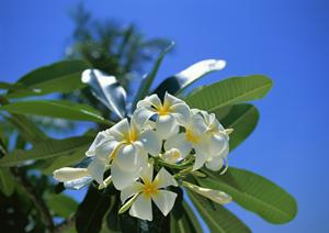 沖縄・那覇市のおもろまち駅近くに位置するビジネスホテル「東横INN那覇おもろまち駅前」の魅力と特徴