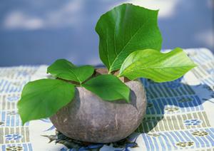 北海道帯広市の快適ビジネスホテル|東横INNとかち・帯広駅前の魅力と特徴