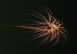 原宿で人気の高いフェレットカフェ